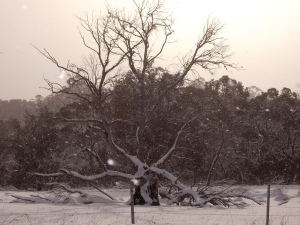 Dead tree 2010